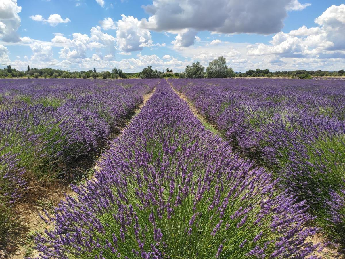 Bed and Breakfast Les Champs De Provence La Baume-de-Transit Exterior foto